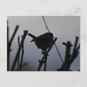 Carte Postale Rouge-gorge 