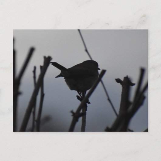 Carte Postale Rouge-gorge  (Devant)