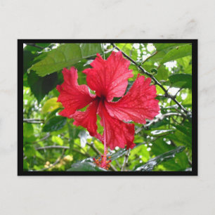 Carte postale Rouge Hibiscus Flower