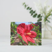 Carte postale Rouge Hibiscus Macro (Debout devant)