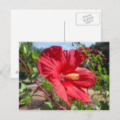 Carte postale Rouge Hibiscus Macro (Devant / Derrière)