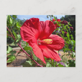 Carte postale Rouge Hibiscus Macro