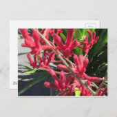 Carte Postale Rouge Kangaroo Paw (Devant / Derrière)
