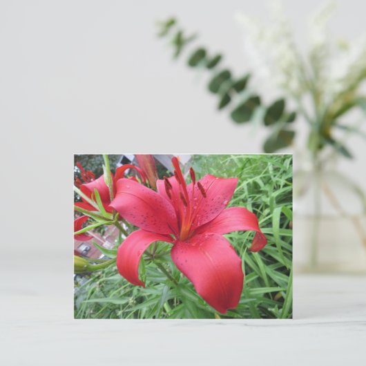 Carte Postale Rouge Lily (Debout devant)