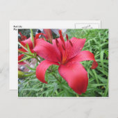 Carte Postale Rouge Lily (Devant / Derrière)