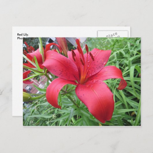 Carte Postale Rouge Lily (Devant / Derrière)