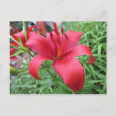 Carte Postale Rouge Lily (Devant)