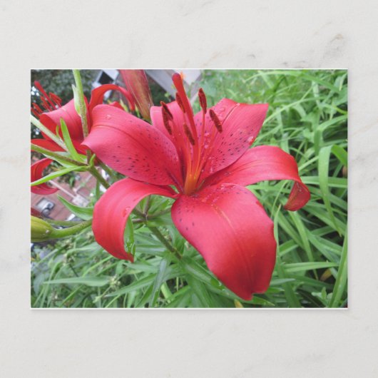 Carte Postale Rouge Lily (Devant)