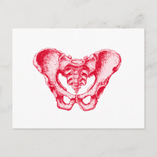 Carte Postale Rouge mâle Pelvis