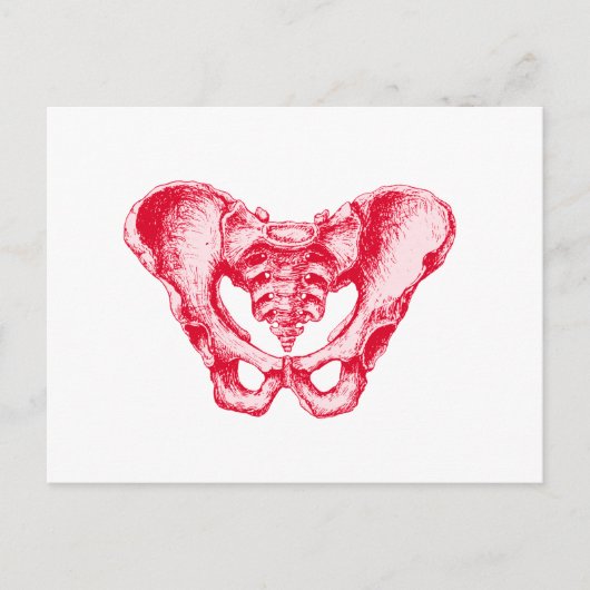 Carte Postale Rouge mâle Pelvis (Devant)