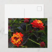 Carte postale rouge orange Lantana #1 (Devant / Derrière)