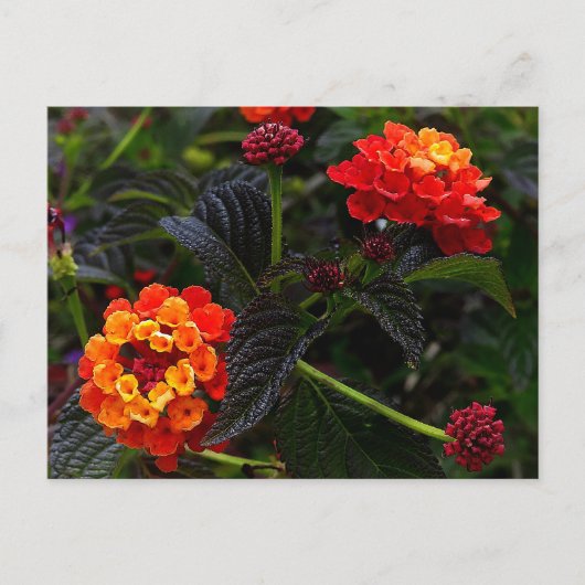 Carte postale rouge orange Lantana #1 (Devant)