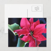 Carte postale Rouge Poinsettia (Devant / Derrière)