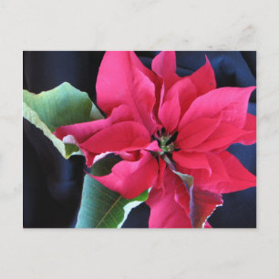 Carte postale Rouge Poinsettia