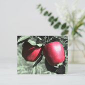 Carte postale Rouge Pommes noir blanc (Debout devant)