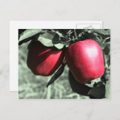 Carte postale Rouge Pommes noir blanc (Devant / Derrière)