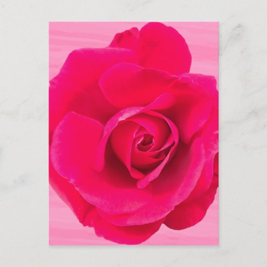 Carte Postale Rouge romantique Rose rose v2 (Devant)