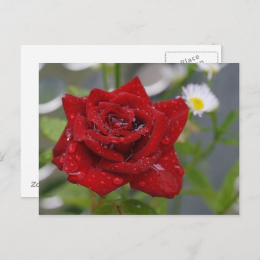 Carte Postale Rouge Rose Bud (Devant / Derrière)