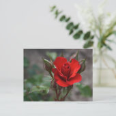 Carte Postale Rouge Rose Bud (Debout devant)