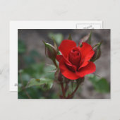 Carte Postale Rouge Rose Bud (Devant / Derrière)