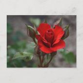 Carte Postale Rouge Rose Bud (Devant)