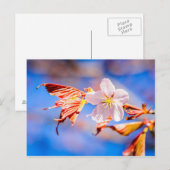 Carte Postale Rouge Sakura bleu ciel (Devant / Derrière)