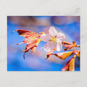 Carte Postale Rouge Sakura bleu ciel