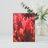 Carte Postale Rouge Ti (Debout devant)