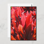 Carte Postale Rouge Ti (Devant / Derrière)