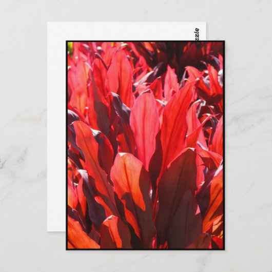 Carte Postale Rouge Ti (Devant / Derrière)