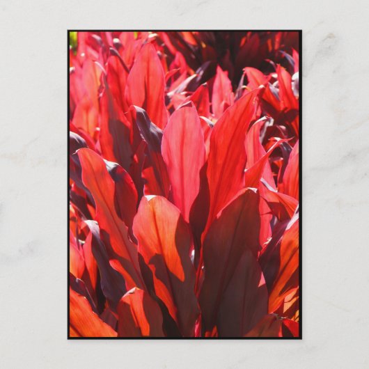 Carte Postale Rouge Ti (Devant)