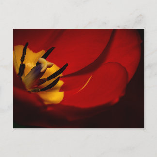 Carte postale rouge Tulip
