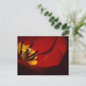 Carte postale rouge Tulip (Debout devant)