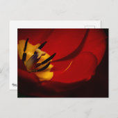 Carte postale rouge Tulip (Devant / Derrière)
