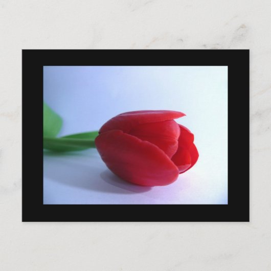 Carte postale rouge Tulip (Devant)