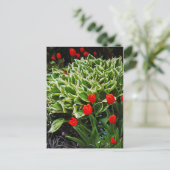 Carte postale rouge tulipes et hosta plante (Debout devant)
