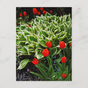 Carte postale rouge tulipes et hosta plante