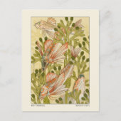 Carte Postale Rougets Rouget MP Verneuil (Devant)