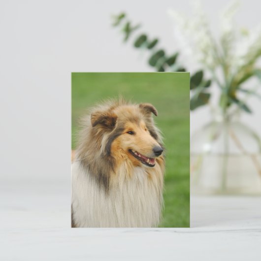 Carte Postale Rough Collie (Debout devant)
