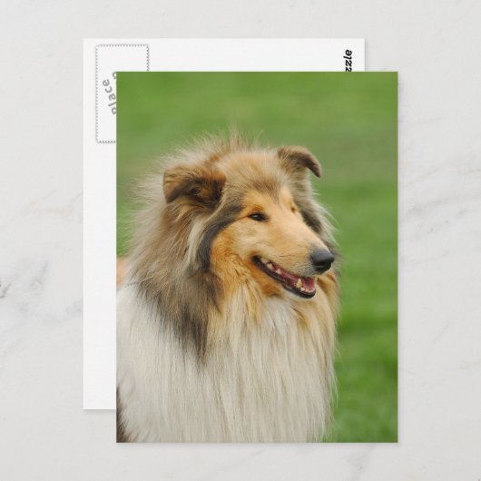 Carte Postale Rough Collie (Devant / Derrière)
