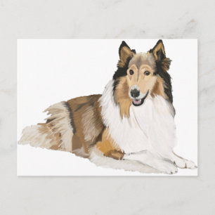 Carte Postale Rough Collie