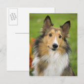Carte Postale Rough Collie, chien (Devant / Derrière)