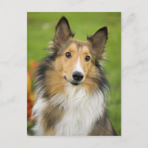 Carte Postale Rough Collie, chien