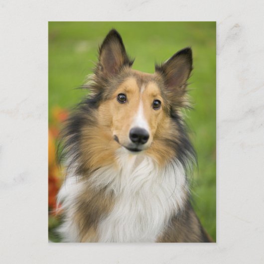 Carte Postale Rough Collie, chien (Devant)