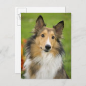 Carte Postale Rough Collie, dog, animal (Devant / Derrière)