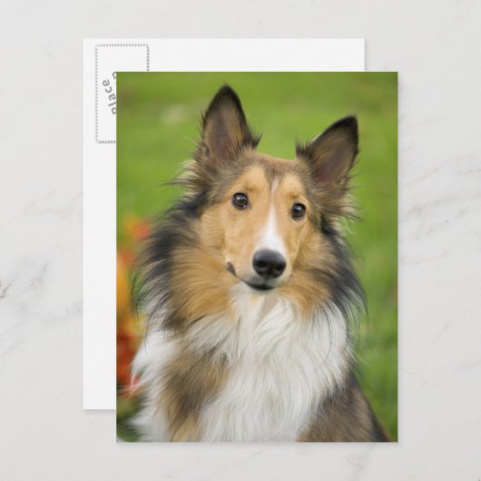 Carte Postale Rough Collie, dog, animal (Devant / Derrière)