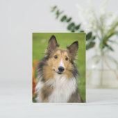 Carte Postale Rough Collie, dog, animal (Debout devant)