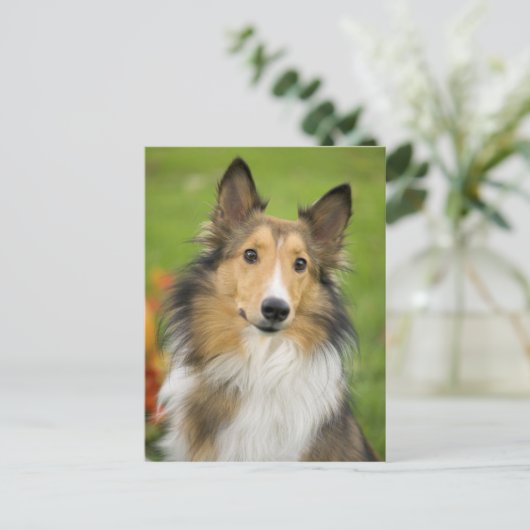 Carte Postale Rough Collie, dog, animal (Debout devant)