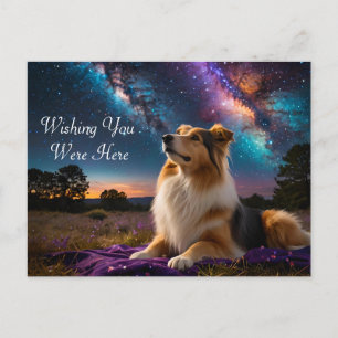 Carte Postale Rough Collie Under the Stars
