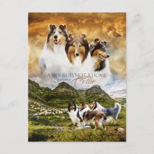 Carte Postale Rough Collies Portrait & Sheep Herding + Devis - (Devant)